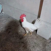خروس جوان