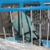 معاوضه کوتوله سرحال بازیگوش