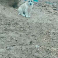 مرغ س گ|پرنده|تربت جام, شهید غلام زاده|دیوار