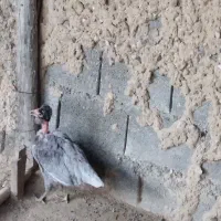 پرنده