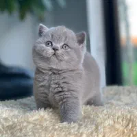 گربه بریتیش بلو
