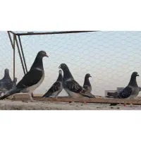 کبوتر .چهار جفت عطیقه مسافتی|پرنده|هامون, |دیوار