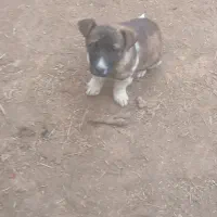 سگ پا کوتاه|سگ|نیشابور, بنیاد شهید|دیوار