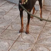 سگ ماده نژاددوبرمن