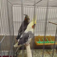 عروس هلندی|پرنده|مرند, |دیوار