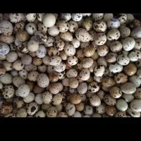 تخم بلدرچین تازه