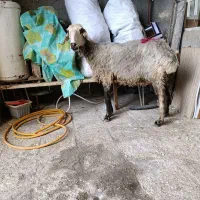 میش درجه 1
