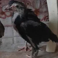 جوجه مرغ لاری