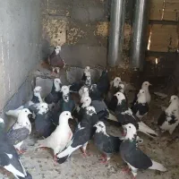 کفتر ابلق نر ماده. فروشی یکجا یکجا