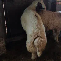 بره قوچ سنجابی