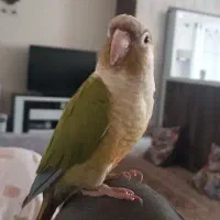 پرنده گرینچیک چهار ماهه نر