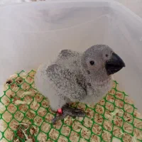 جوجه کاسکو