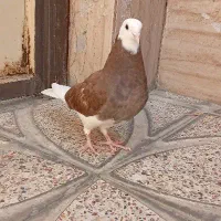 کفتر شازده قرمز