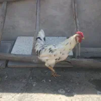 خروس چهل تاج گلین لری اصل