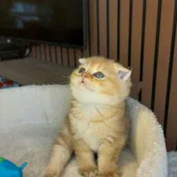 گربه گلد Ny12 خاص و دلربا