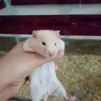 همستر حامله معاوضه با مرغ و جوجه
