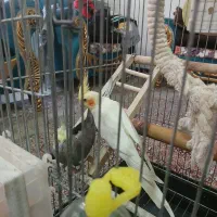 معاوضه یا فروش عروس هلندی مولد همراه جوجه هاش|پرنده|تهران, مشیریه|دیوار