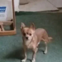 سگ شب هوا|سگ|مشهد, ده دی|دیوار