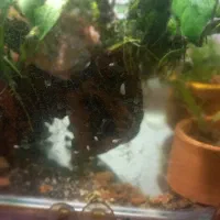 جوجه فلاور باکس ۲۰روزه.کت چوبی فنکوس کلمبیا|ماهی|ارومیه, |دیوار