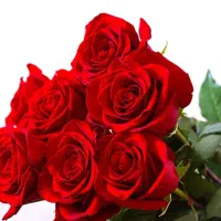 گل مصنوعی   ، متن