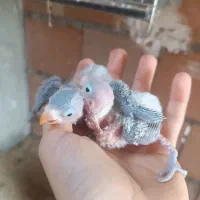 پیش فروش جوجه سرلاکی طوطی برزیلی پاربلو