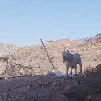 واگذاری سگ|سگ|ایلام, |دیوار