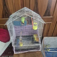 مرغ عشق دستی