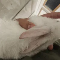 خرگوش