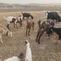 لنگ سه چهل بزغاله نرقرمز گوش بلند امریکایی