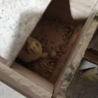 عروس هلندی با تخم|پرنده|شهرضا, |دیوار