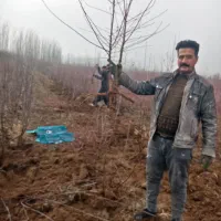 نهال صنوبر و میوه