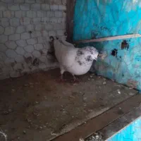 کفتر پرشی|ابزارآلات|مبارکه, |دیوار