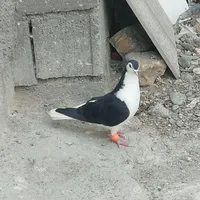 کبوتر ساده سیاه