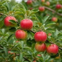 پخش انواع نهال های درجه یک با نژاد برتر