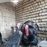 بوقلمون بومی