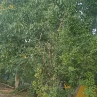 باغ گردو و میوه محصور|فروش زمین و ملک کلنگی|شهرکرد, |دیوار