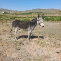 الاغ شیرکن(اخته)