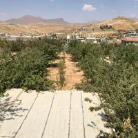 فروش باغ در شهید پرویزی سیاخ درانگون|فروش زمین و ملک کلنگی|شیراز, نجم آباد|دیوار