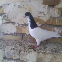 شستی  نر بهترین نژاد|پرنده|تاکستان, |دیوار