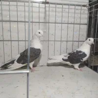 کبوتر