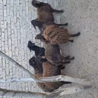 گوسفند تعداد 6راس