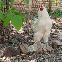 تخم نطفه دار برهمای اصیل