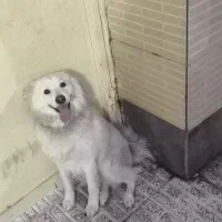 واگذاری سگ|سگ|کرمان, |دیوار