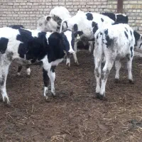 گوساله نر هلشتانگ وسیمنتال