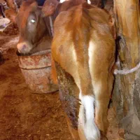 گوساله ماده جرسی وزنش دوربر 120الی 130