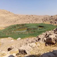 کاه نخود کاه لوبیا خمین