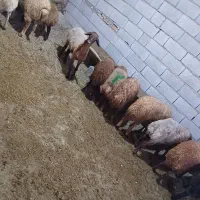 تهران یافت اباد
