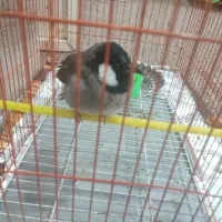 قناری دستی کامل