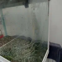 اکواریم شرکتی ۸۰ سانت (خم)|ماهی|تهران, شهرک محلاتی|دیوار