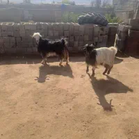 بز شهرکردی|حیوانات مزرعه|بانش, |دیوار